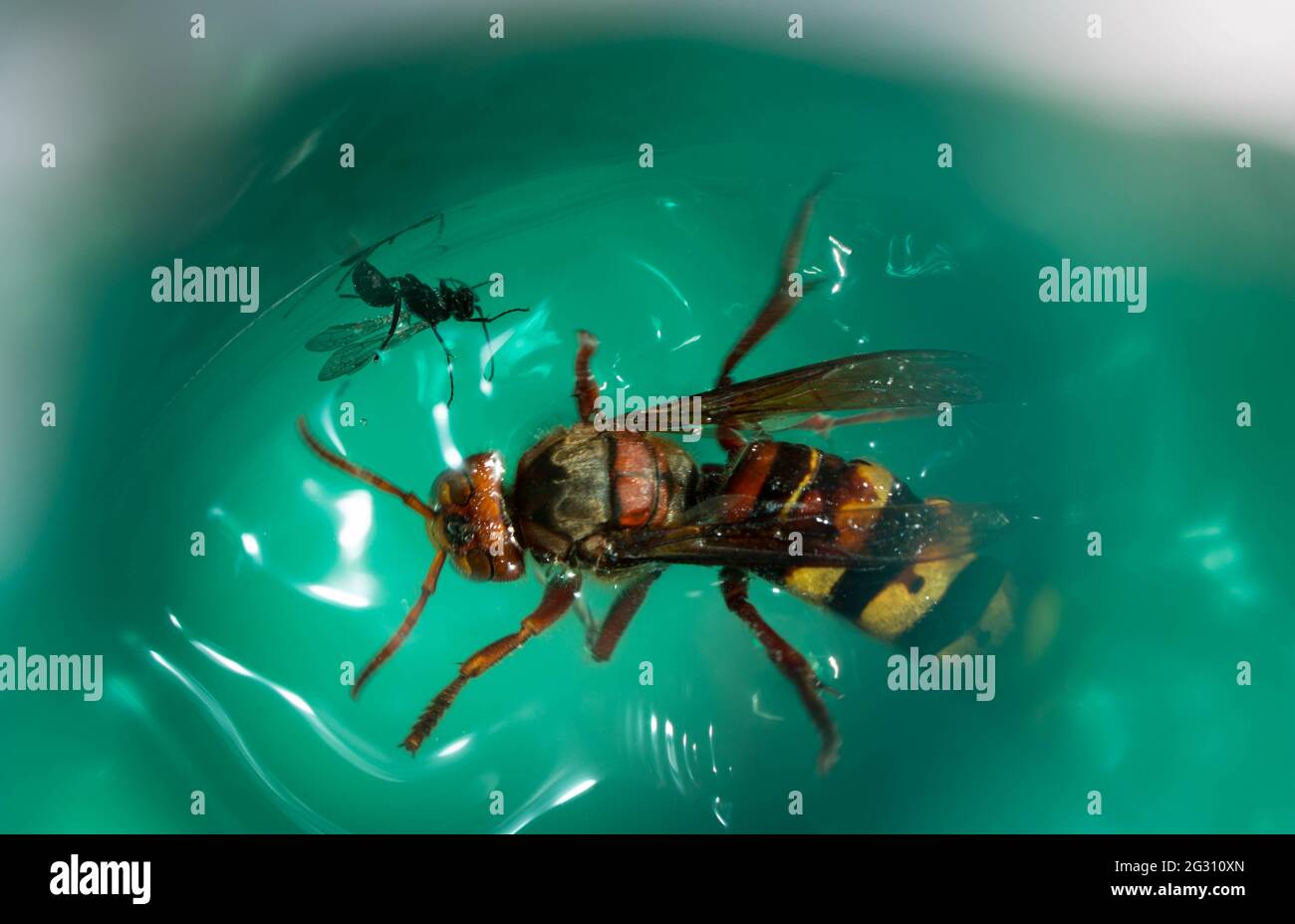 Hornet piégé dans une bouteille d'eau de sucre Banque D'Images