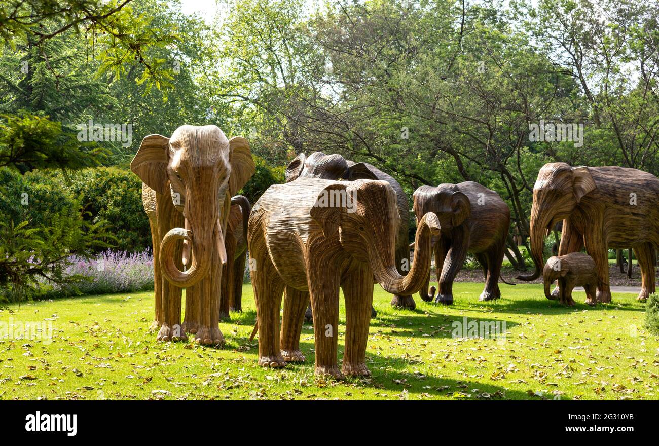 DES ÉLÉPHANTS DE LONDRES EN ANGLETERRE FABRIQUÉS À PARTIR DE LANTANA CAMARA OU DE PLANTES SAUVAGES SAGE TROUPEAU VU DANS LES JARDINS DE CADOGAN SLOANE STREET Banque D'Images