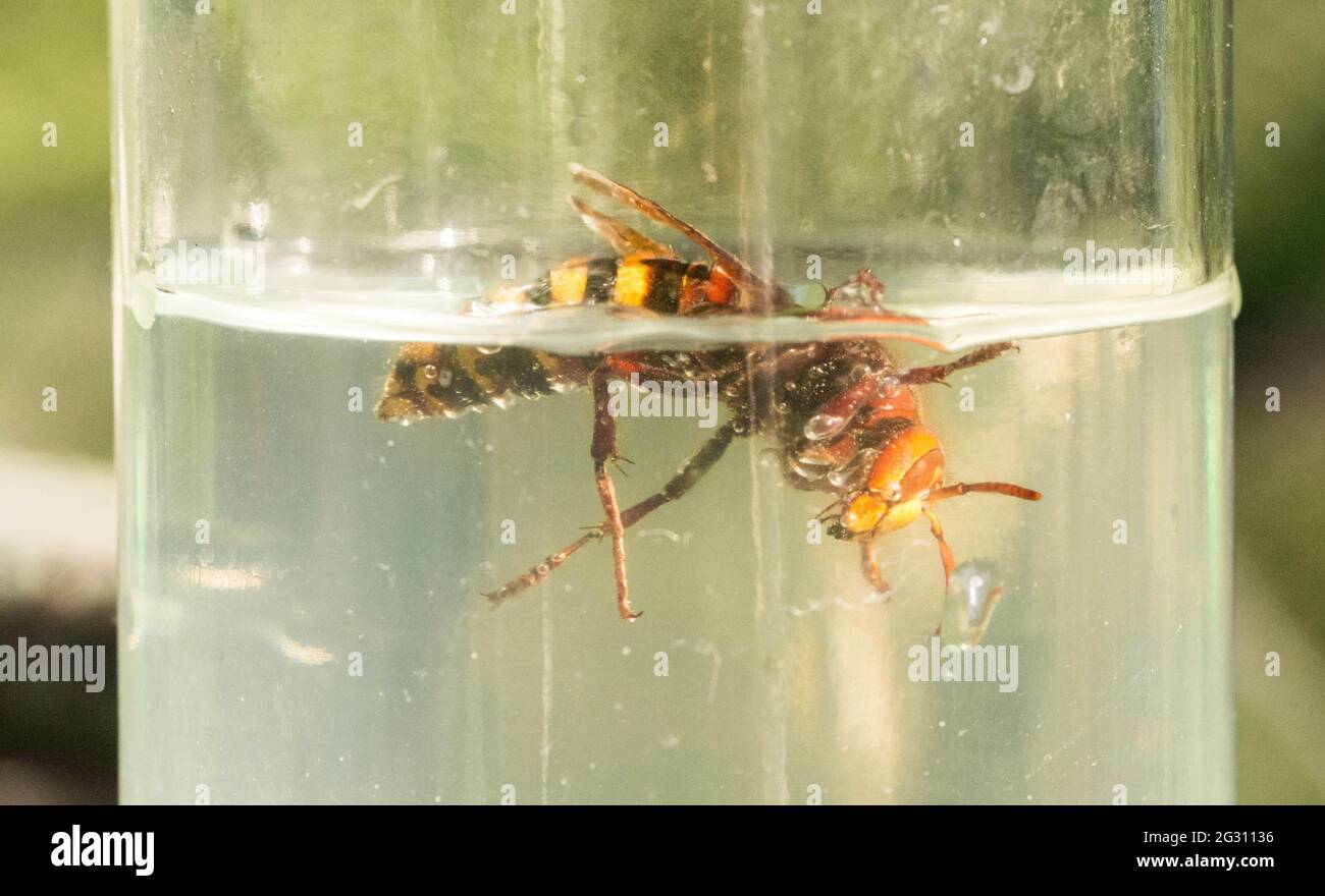 Hornet piégé dans une bouteille d'eau de sucre Banque D'Images