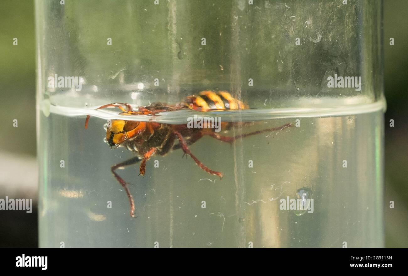 Hornet piégé dans une bouteille d'eau de sucre Banque D'Images