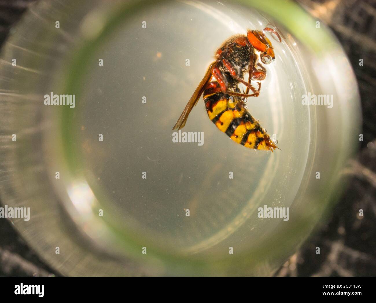 Hornet piégé dans une bouteille d'eau de sucre Banque D'Images