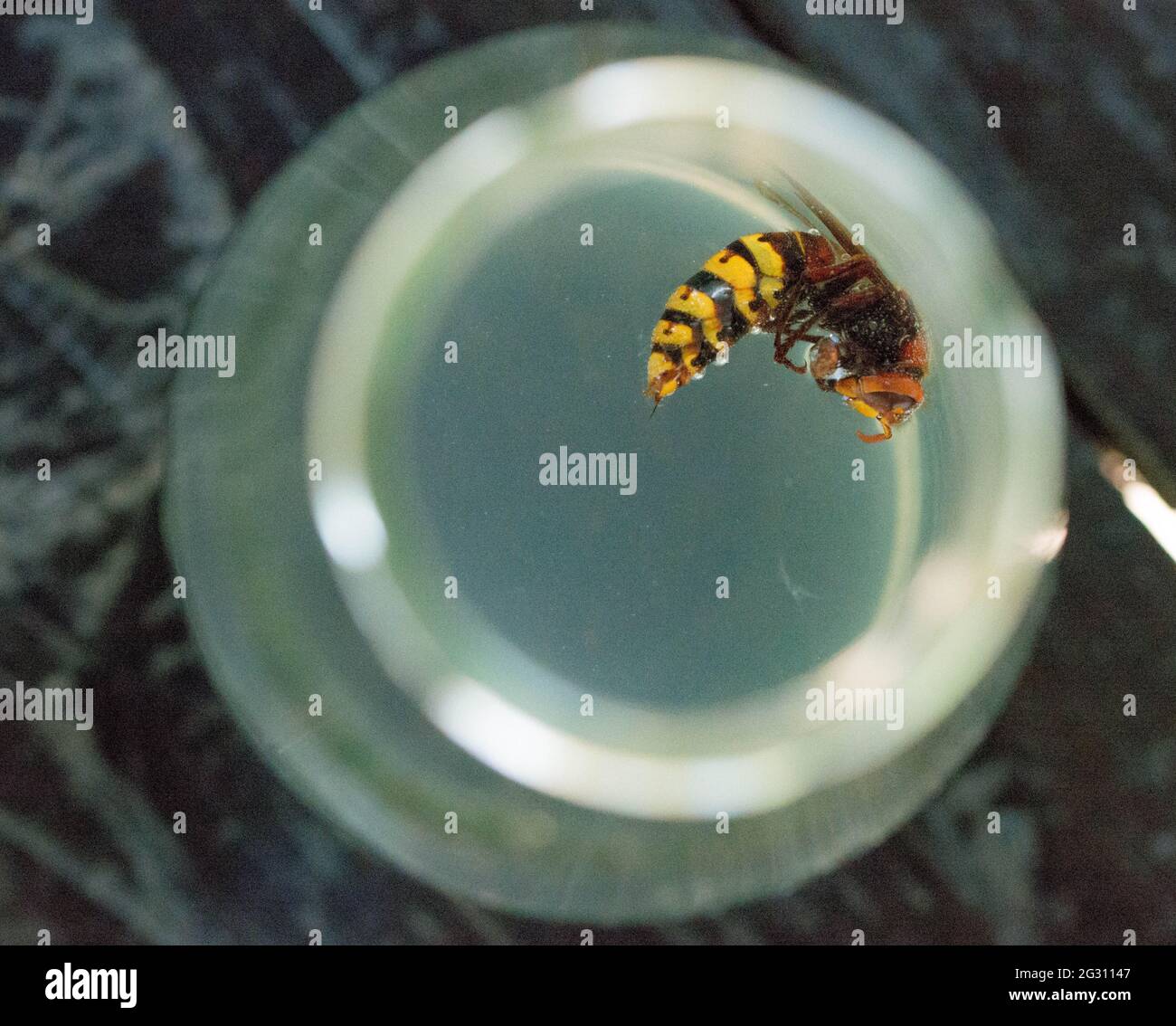 Hornet piégé dans une bouteille d'eau de sucre Banque D'Images