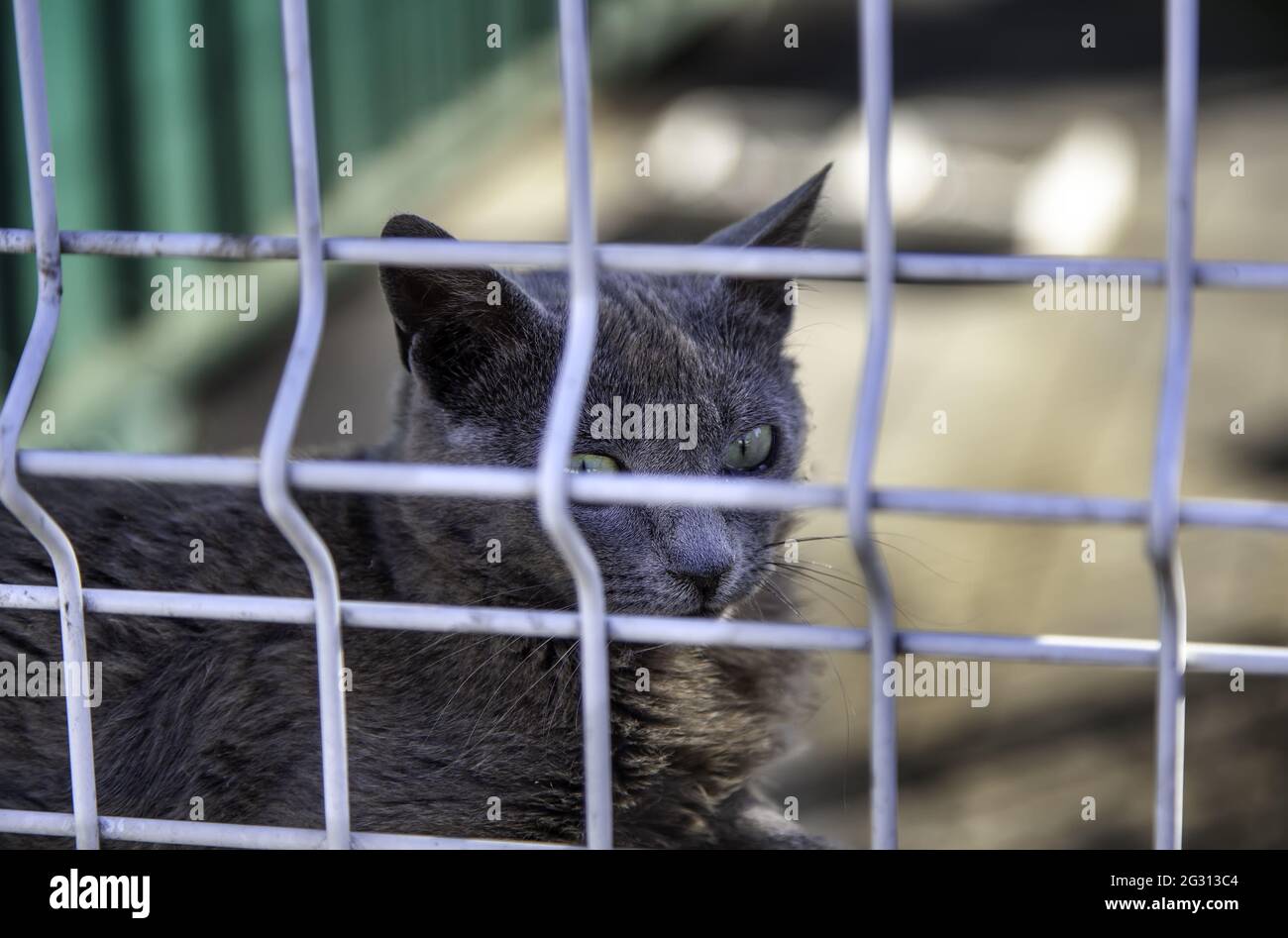 Chat Enferme Dans Des Bars Animaux Domestiques Abandonnes Adoption Photo Stock Alamy