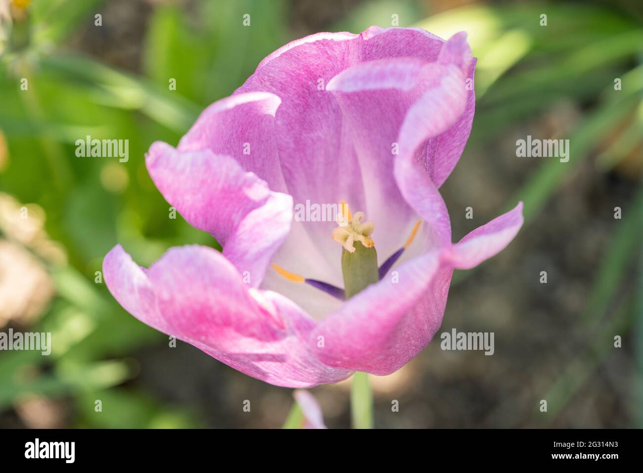 Une tulipe hybride rose pâle / magenta (Tulipa), floraison en juin, Autriche Banque D'Images
