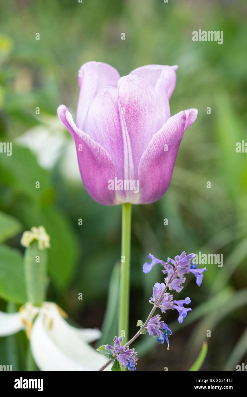 Une tulipe hybride rose pâle / magenta (Tulipa), floraison en juin, Autriche Banque D'Images