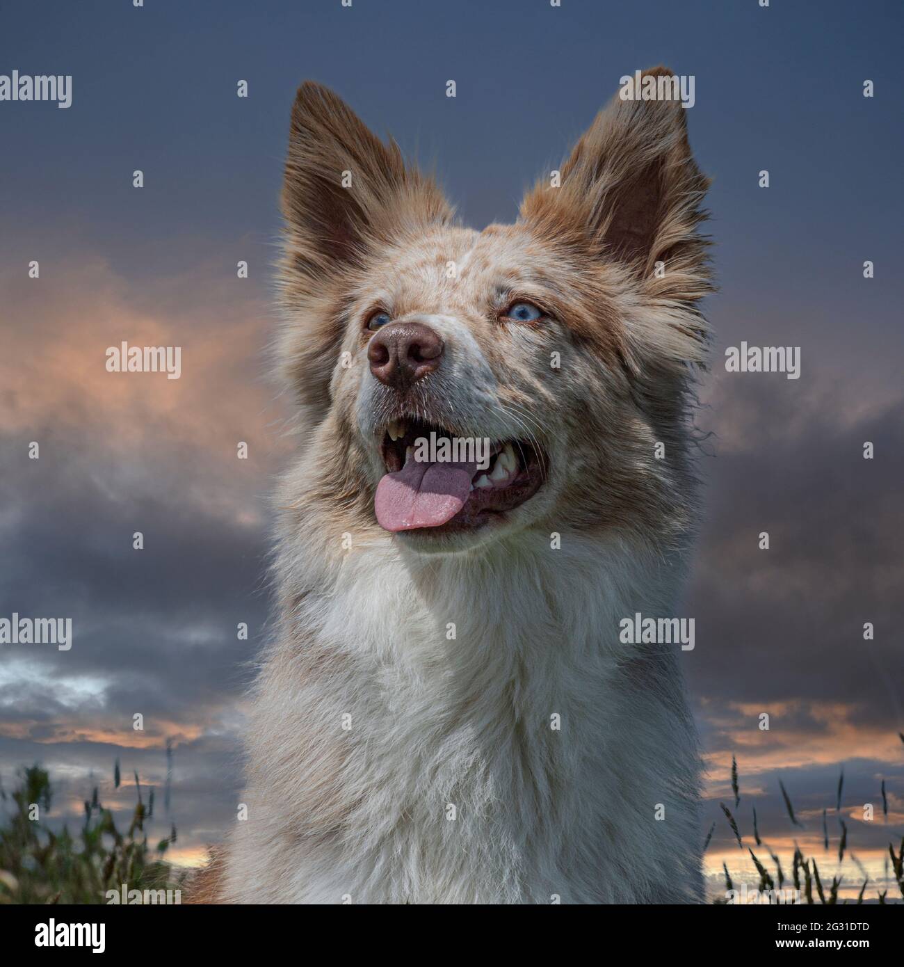 bordure rouge de merle collie Banque D'Images