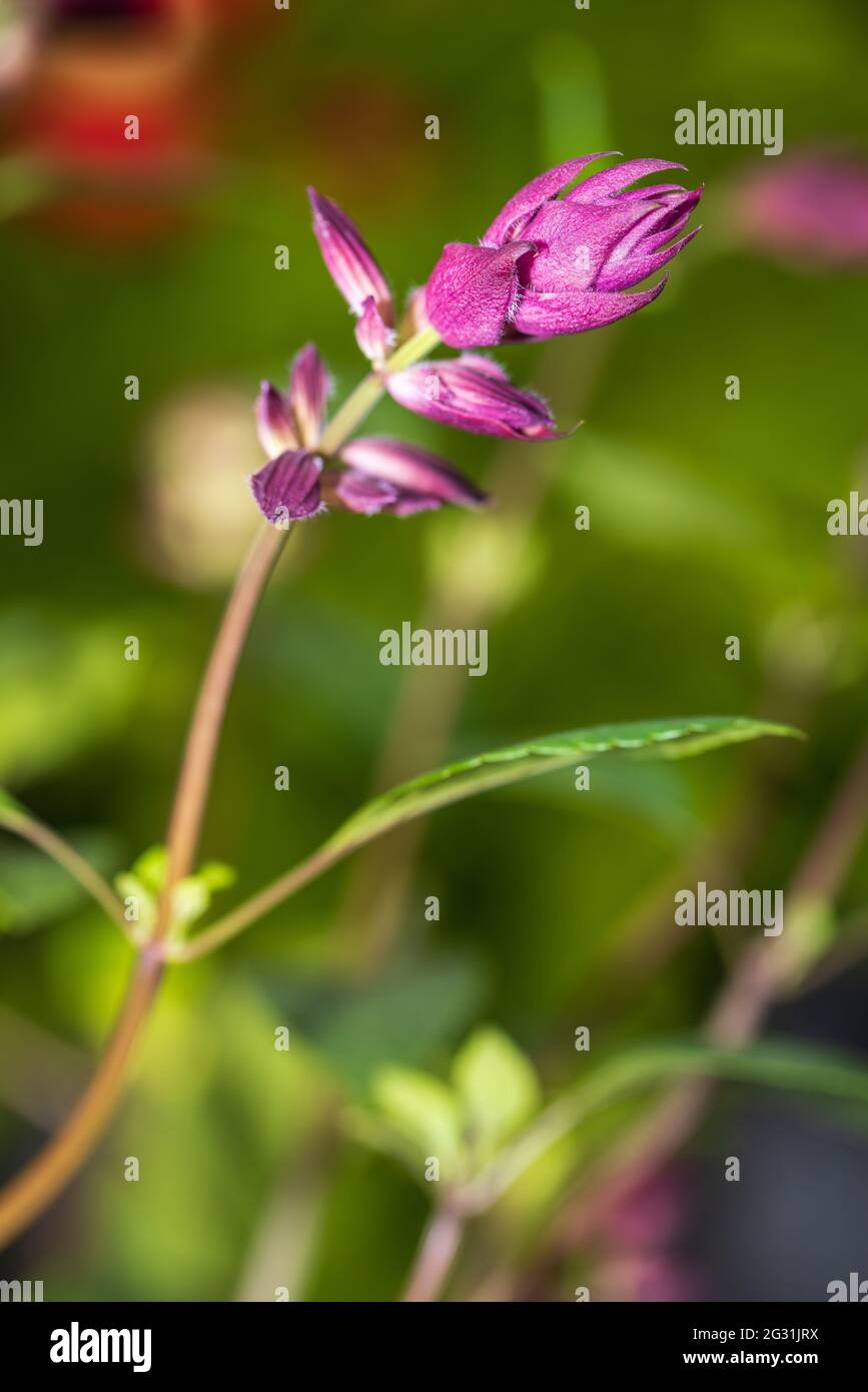 Salvia «Amour et souhaits» Banque D'Images