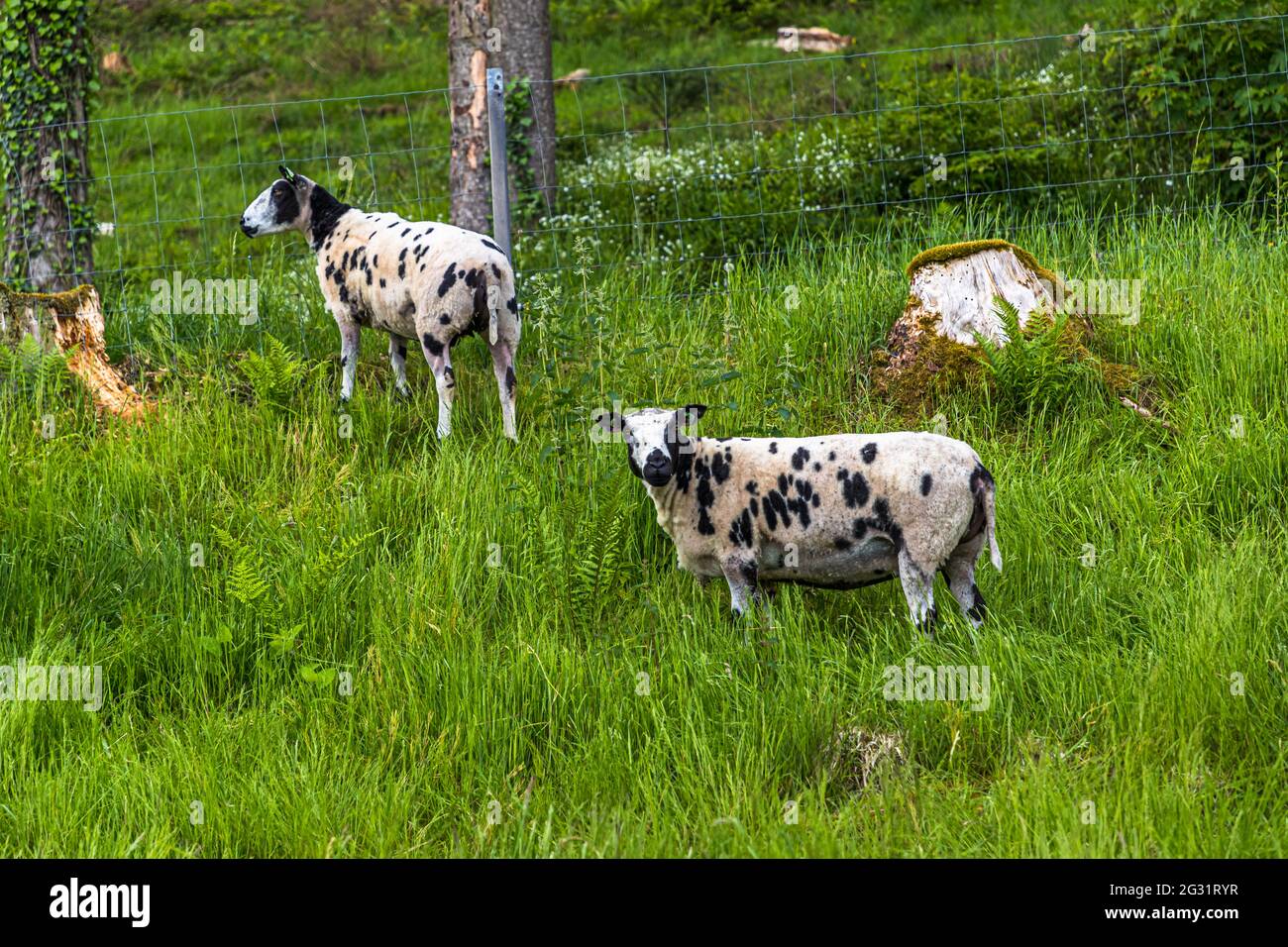 Mouton noir à pois à Lipperscheid, Luxembourg Banque D'Images