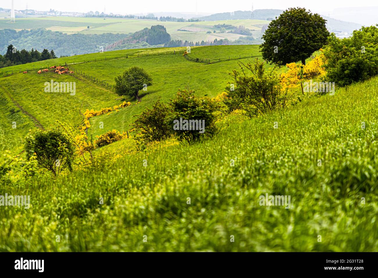 Troupeau de vaches sur un verger de prairie près de Bourscheid, Luxembourg. Sur le sentier de l'Escapaardenne, vous gagnez de la hauteur encore et encore et encore et vous serez récompensé par la vue sur le paysage Banque D'Images
