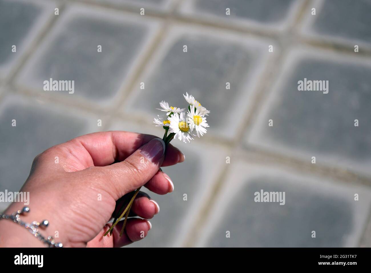 Cinq petites pâquerettes dans la main de la femme, petit bouquet de pâquerettes sur fond de damier gris. Gros plan. Mise au point sélective. Copier l'espace. Banque D'Images