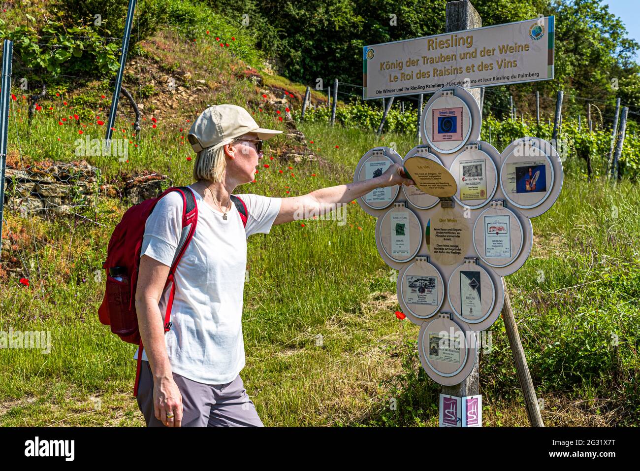 L'un des trois sentiers certifiés Premium appelés Traumschleife dans la région de Mosel. Depuis le village de Mosel d'Ahn (Luxembourg), le sentier traverse la région viticole et surprend avec de vieux buis et des orchidées sauvages Banque D'Images