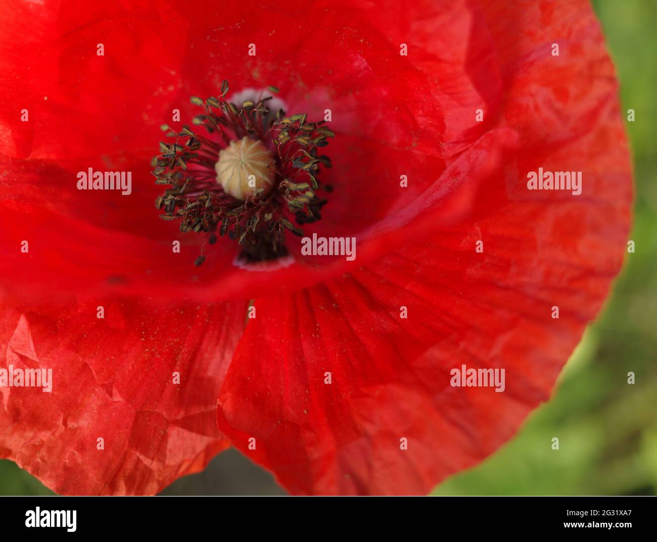 Gros plan extrême d'un coquelicot rouge. Papaver rhoeas Banque D'Images