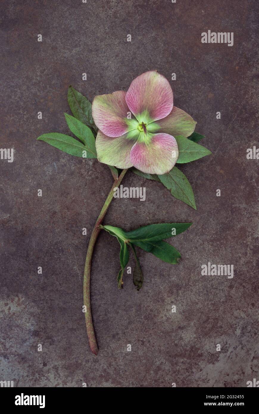 Tige unique et fleur en décoloration de la rose de Lenten ou de Helleborus orientalis, qui se trouvent sur du métal terni Banque D'Images