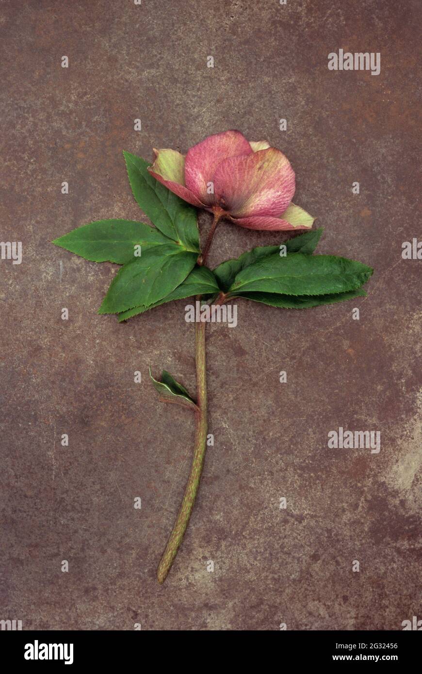Tige unique et fleur en décoloration de la rose de Lenten ou de Helleborus orientalis, qui se trouvent sur du métal terni Banque D'Images