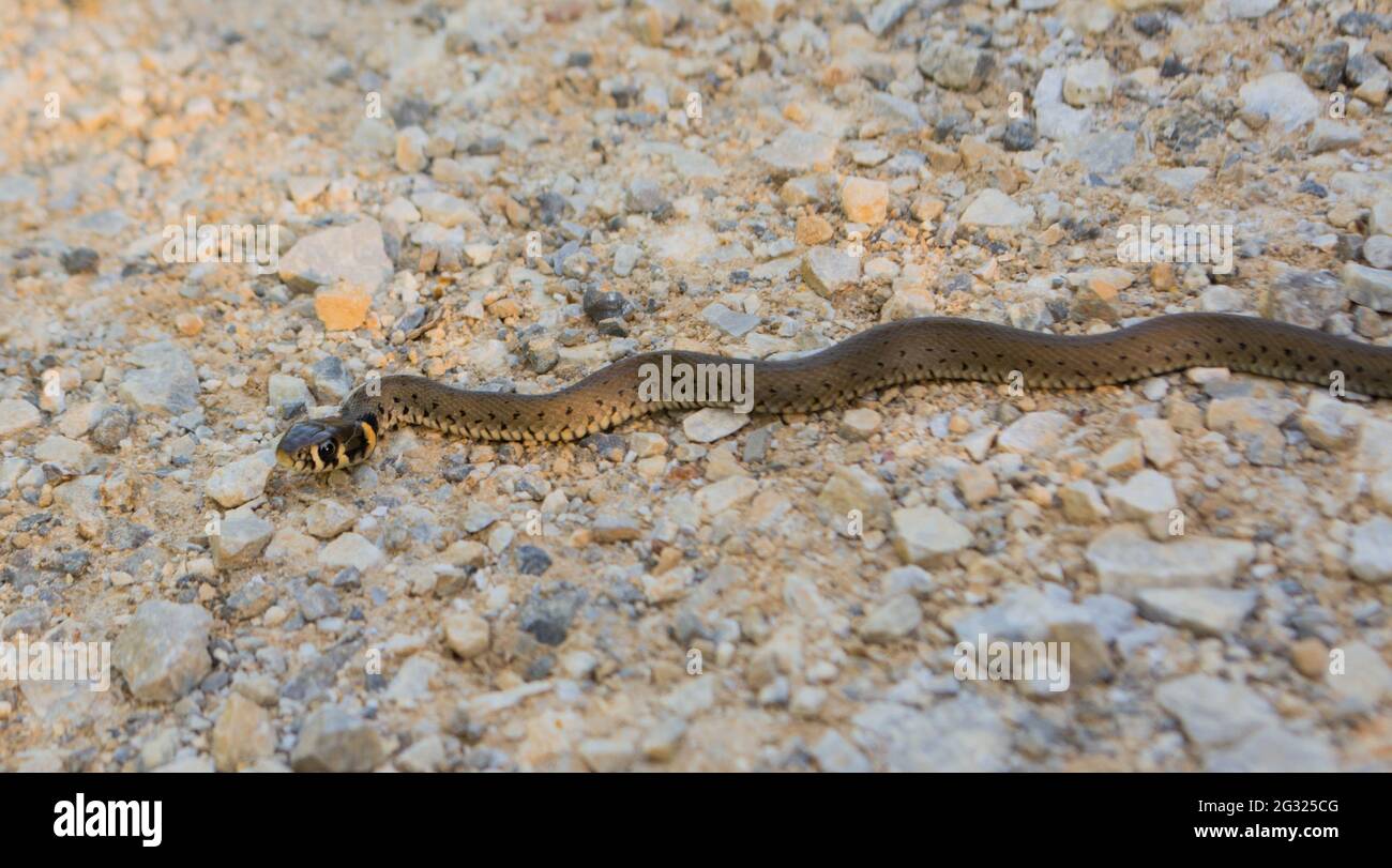 Serpent Natrix de Jung Natrix, serpent européen à herbe, serpent annelé Banque D'Images