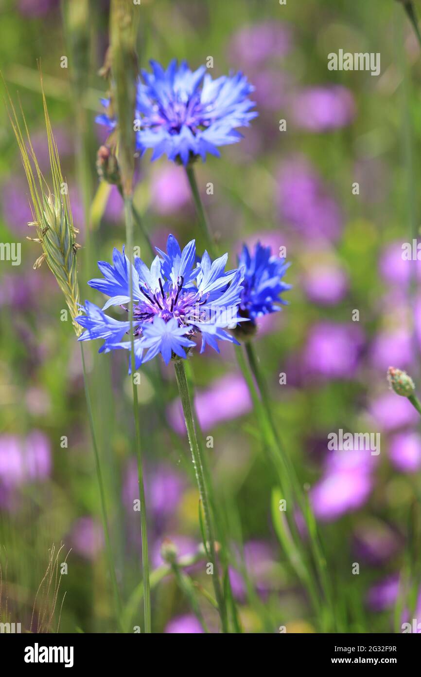 Bleuet des champs Banque D'Images