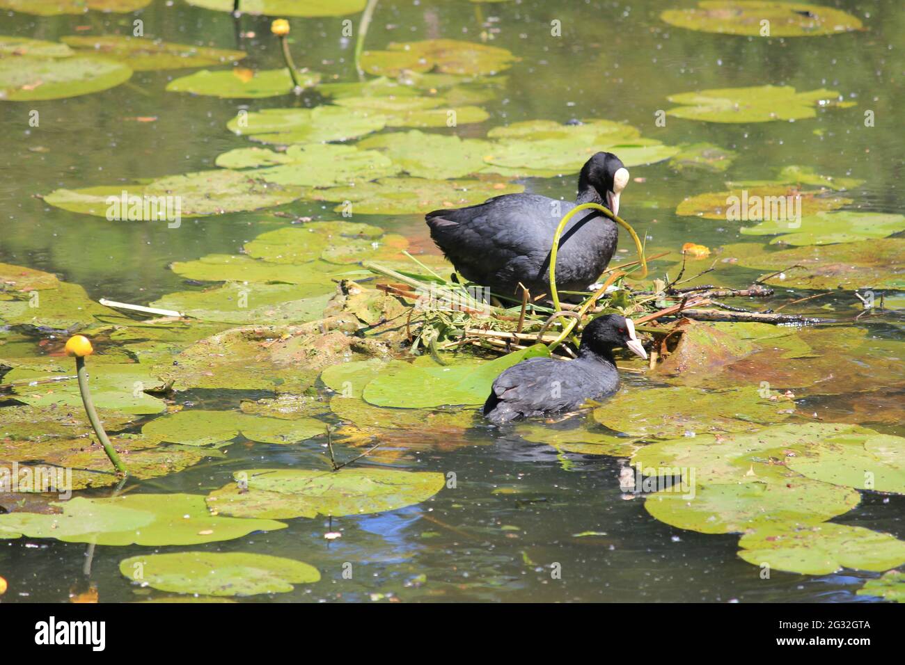 Coot dans le jardin botanique d'Utrecht Banque D'Images