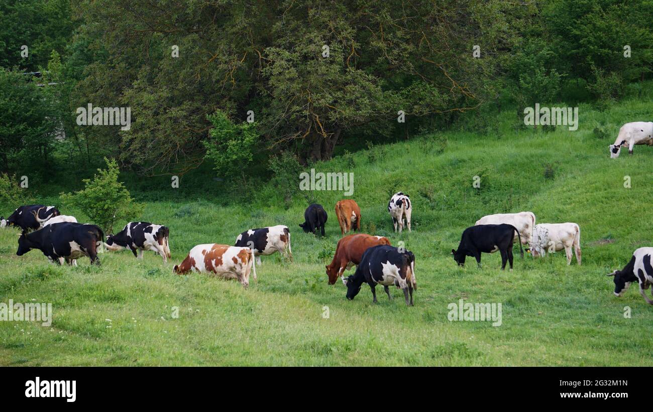 Vaches paissant sur un pré par une journée ensoleillée. Paysage relaxant de bétail laitier dans la prairie. Pâturage européen avec bétail de ferme mangeant de l'herbe. Banque D'Images