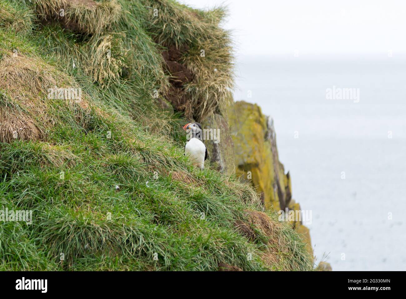 Macareux moine de Borgarfjordur fjord, est de l'Islande. La faune de l'Islande. Macareux moine commun. Fratercula arctica Banque D'Images Macareux moine de Borgarfjordur fjord, est de l'Islande. La faune de l'Islande. Macareux moine commun. Fratercula arctica Banque D'Images