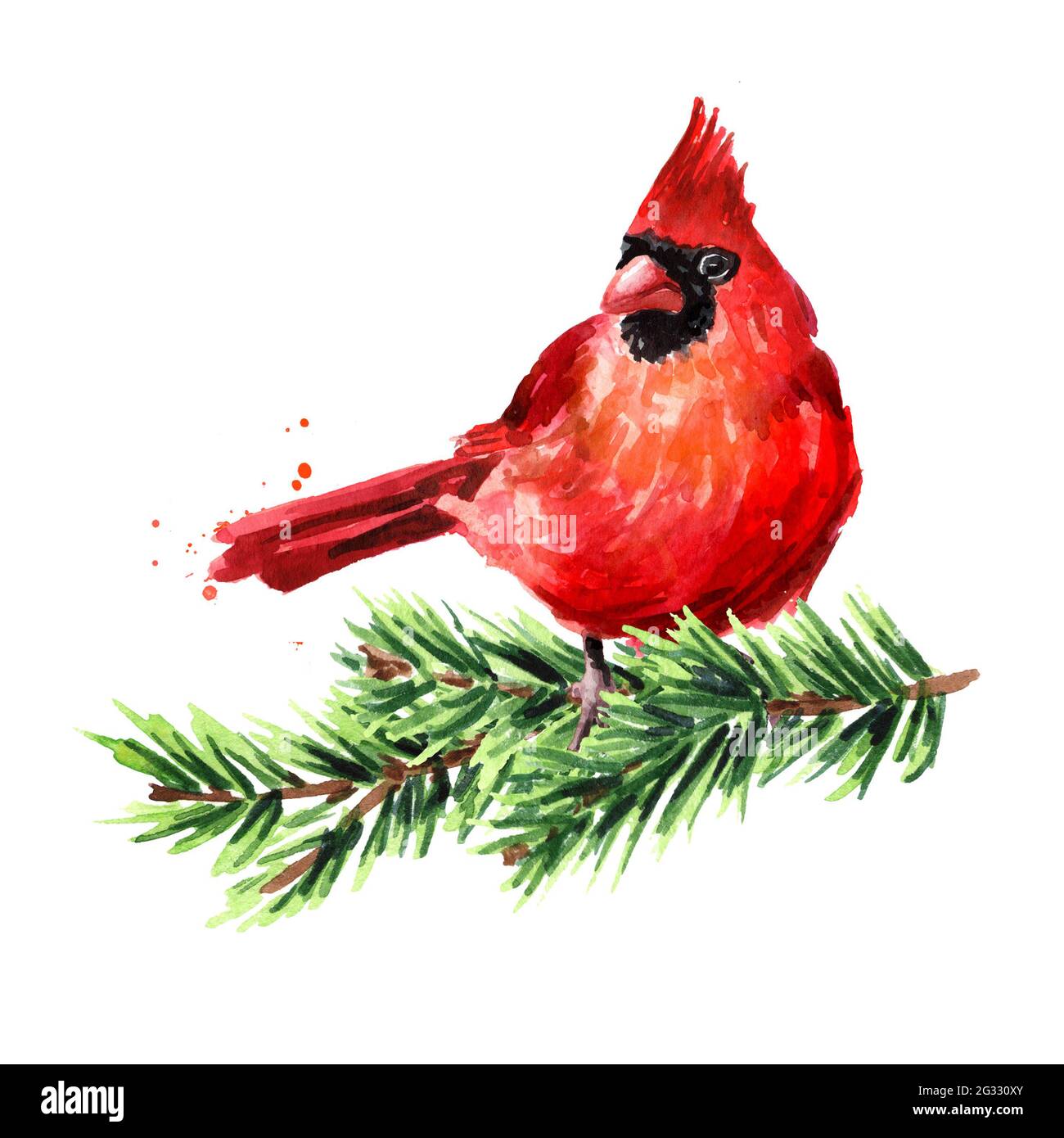 Rouge oiseau Cardinal sur la branche de sapin, symbole de Noël, Aquarelle dessin à la main illustration isolée sur fond blanc Banque D'Images