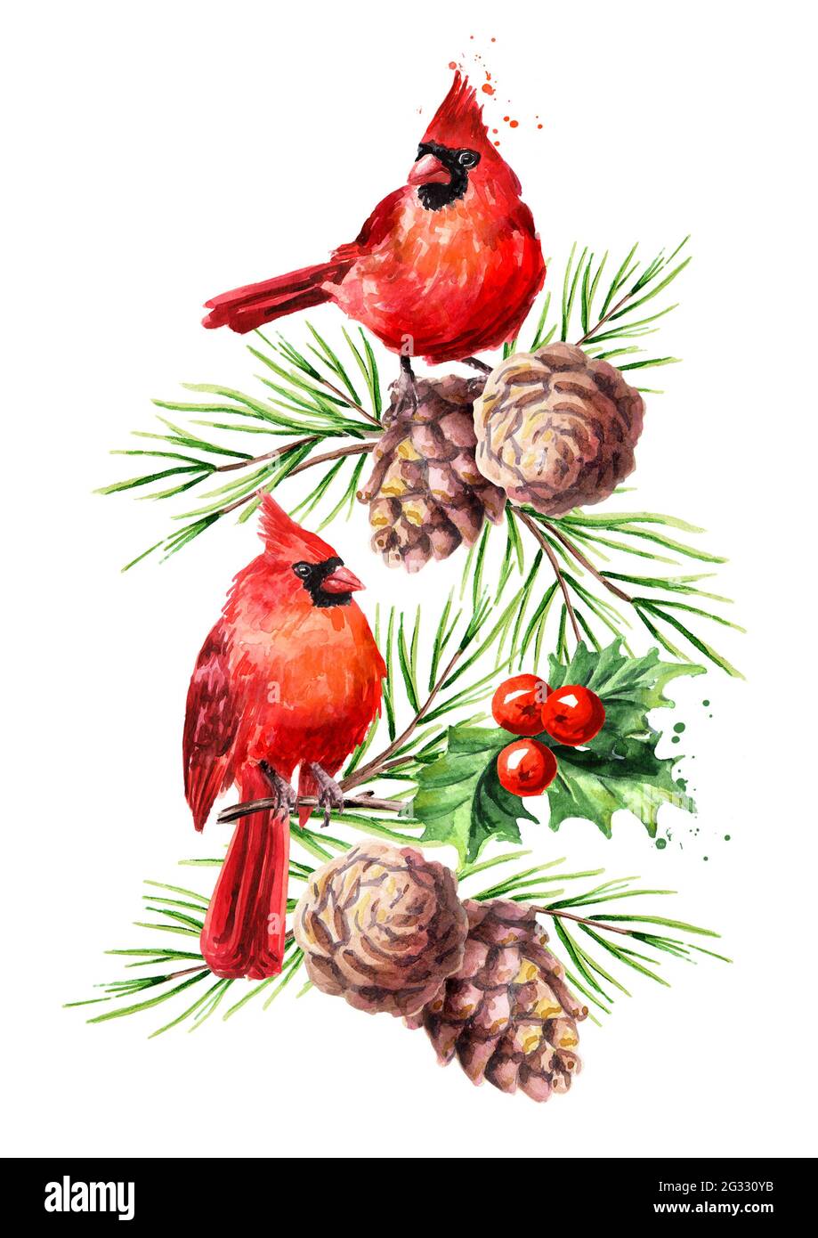 Rouge oiseaux Cardinal sur la branche de cèdre avec cône, symbole de Noël, Aquarelle dessin à la main illustration isolée sur fond blanc Banque D'Images