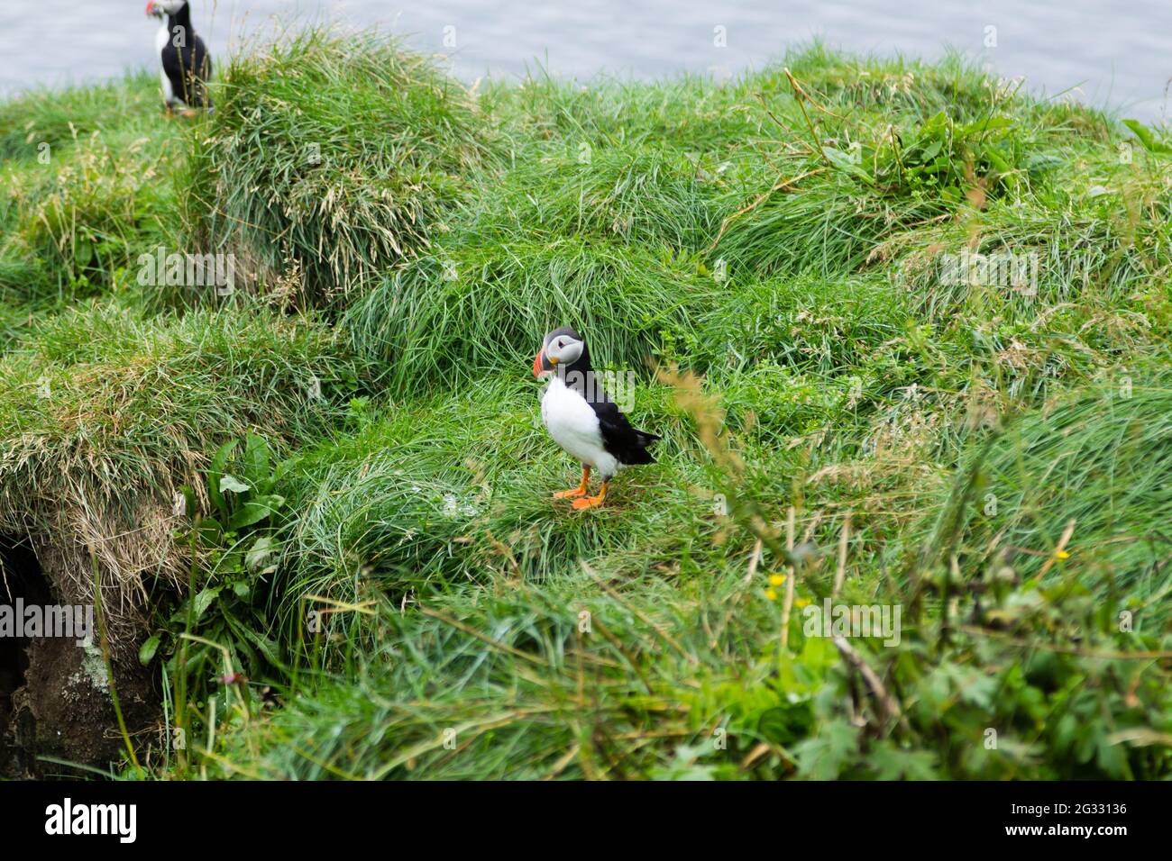 Macareux moine de Borgarfjordur fjord, est de l'Islande. La faune de l'Islande. Macareux moine commun. Fratercula arctica Banque D'Images Macareux moine de Borgarfjordur fjord, est de l'Islande. La faune de l'Islande. Macareux moine commun. Fratercula arctica Banque D'Images
