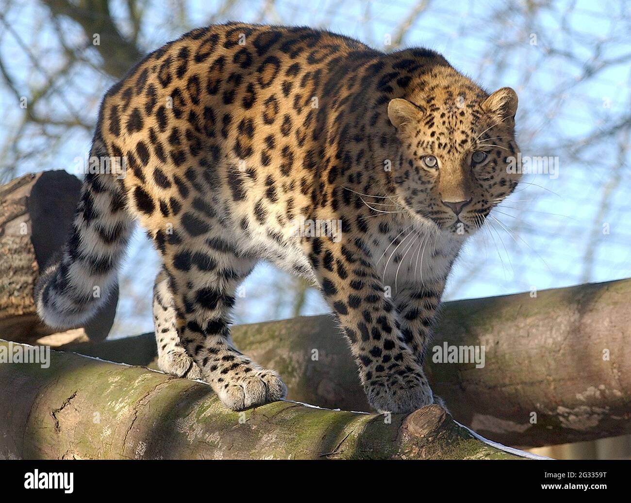 AMUR LEOPARD AU PARC ZOOLOGIQUE DE MARWELL . PRÈS DE WINCHESTER, HANTS PIC MIKE WALKER, 2004 Banque D'Images