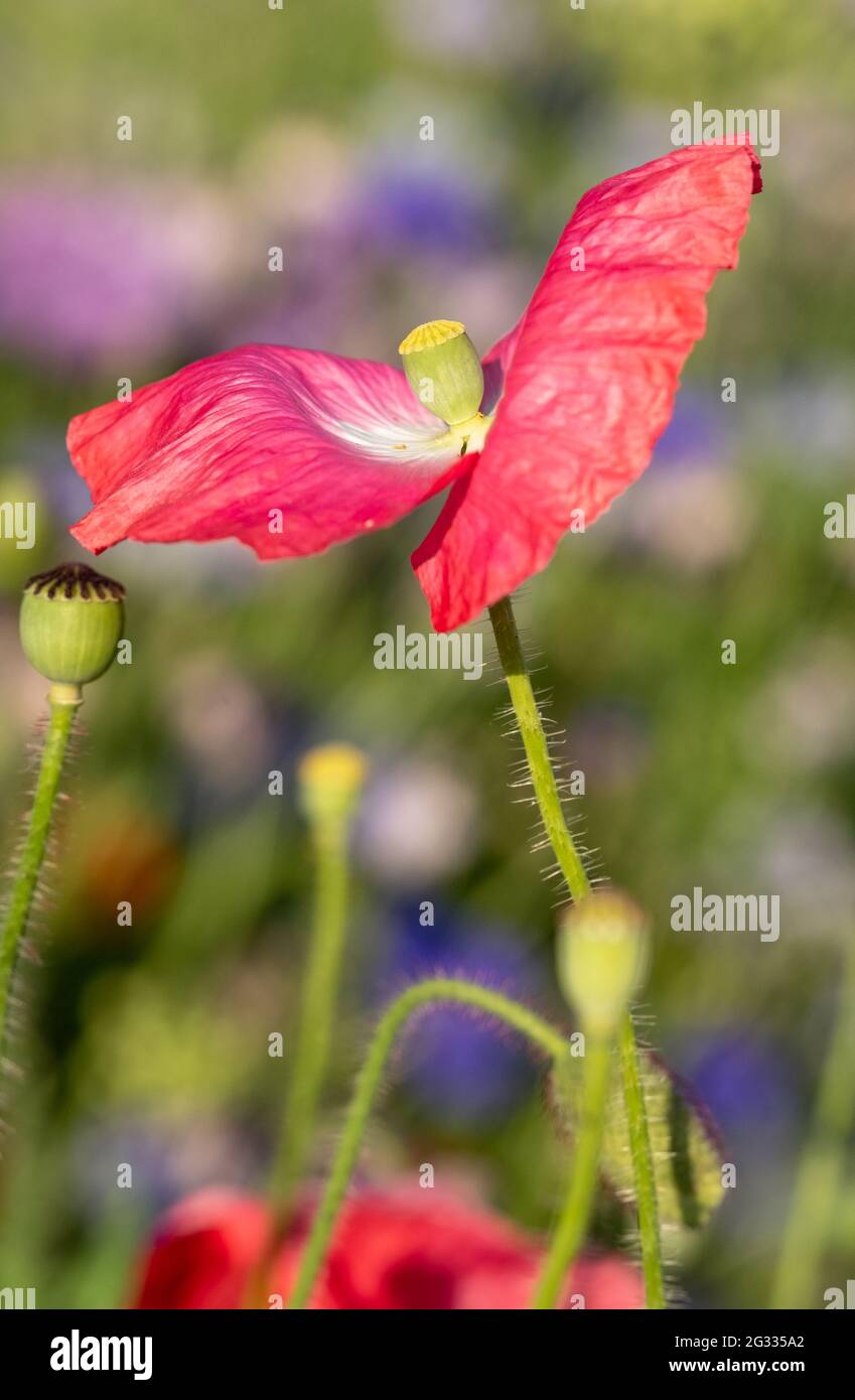 Des fleurs sauvages colorées, dont des coquelicots et des cornflowers, plantées sur une bordure de route à Eastcote, dans l'ouest de Londres, au Royaume-Uni pour soutenir la faune. Banque D'Images