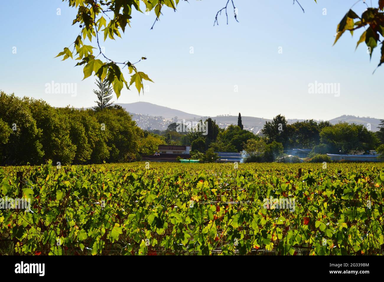 Stellenbosch cape wineland ou vignoble de raisins de Pinotage au Cap afrique du Sud Banque D'Images