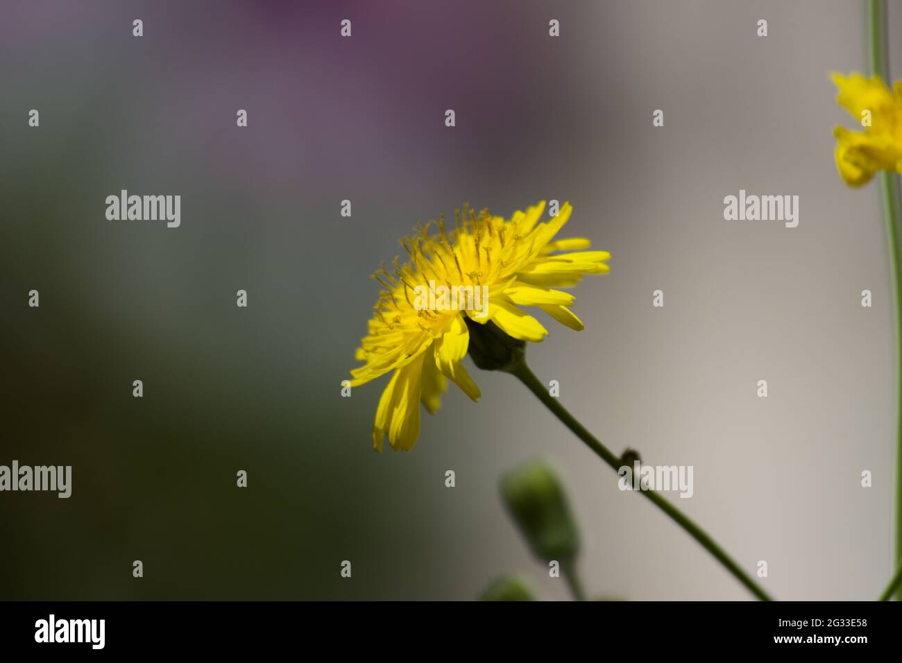 Vue rapprochée latérale d'une fleur jaune d'un asper de Sonchus ou d'un serrurier isolé sur fond sombre et avec espace de copie Banque D'Images