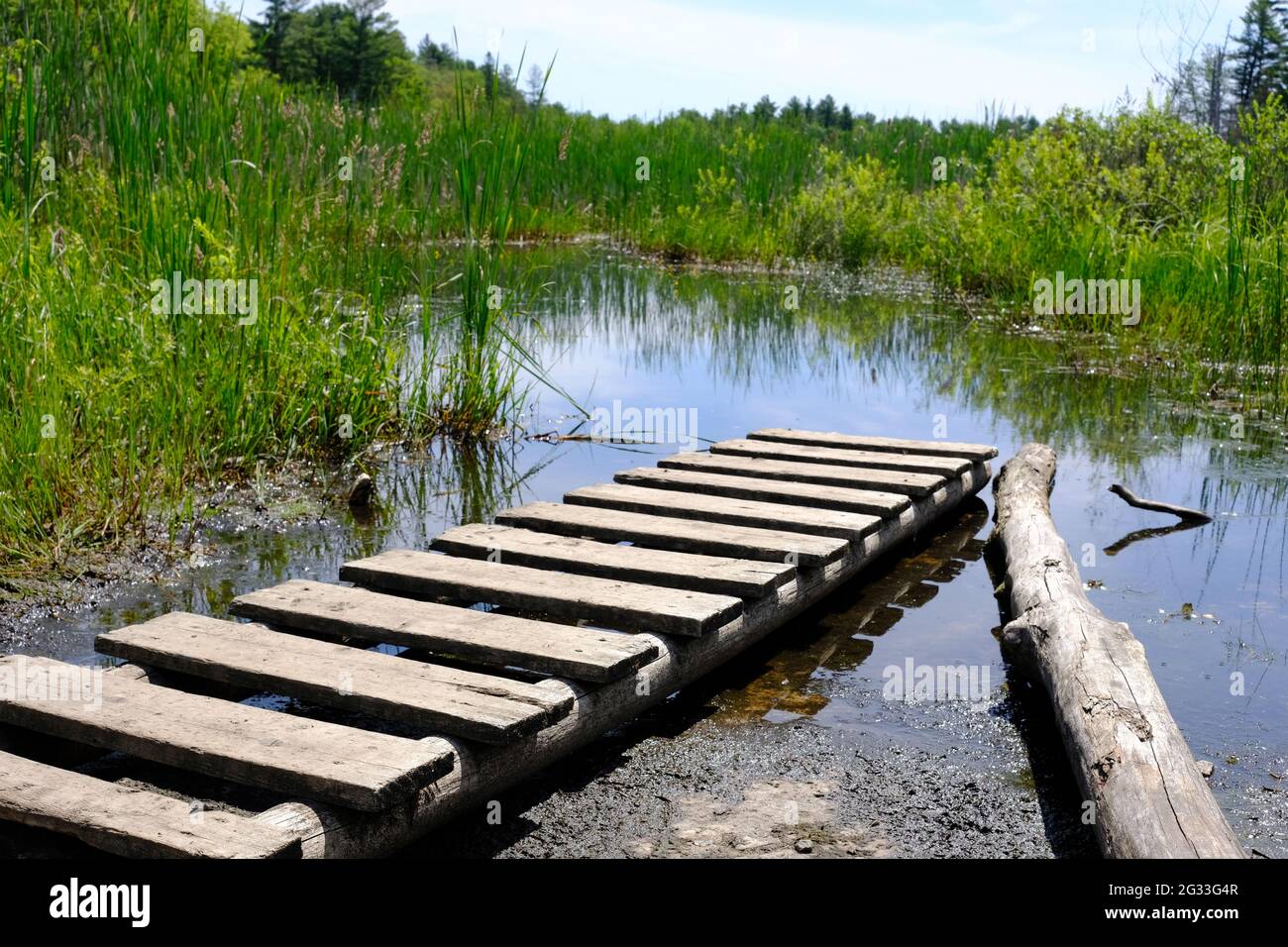 Sentier en bois au-dessus des terres humides sur le sentier de randonnée du Klondike, dans la forêt de conservation des Highlands de Mars Sud, à Kanata, Ontario, Canada. Banque D'Images