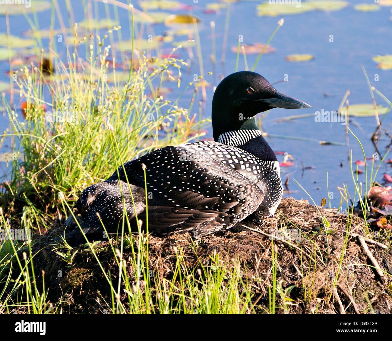 Le Loon commun avec un bébé de jour poussait sous ses ailes de plumes sur le nid protégeant et prenant soin du bébé dans son environnement et son habitat. Loon M Banque D'Images