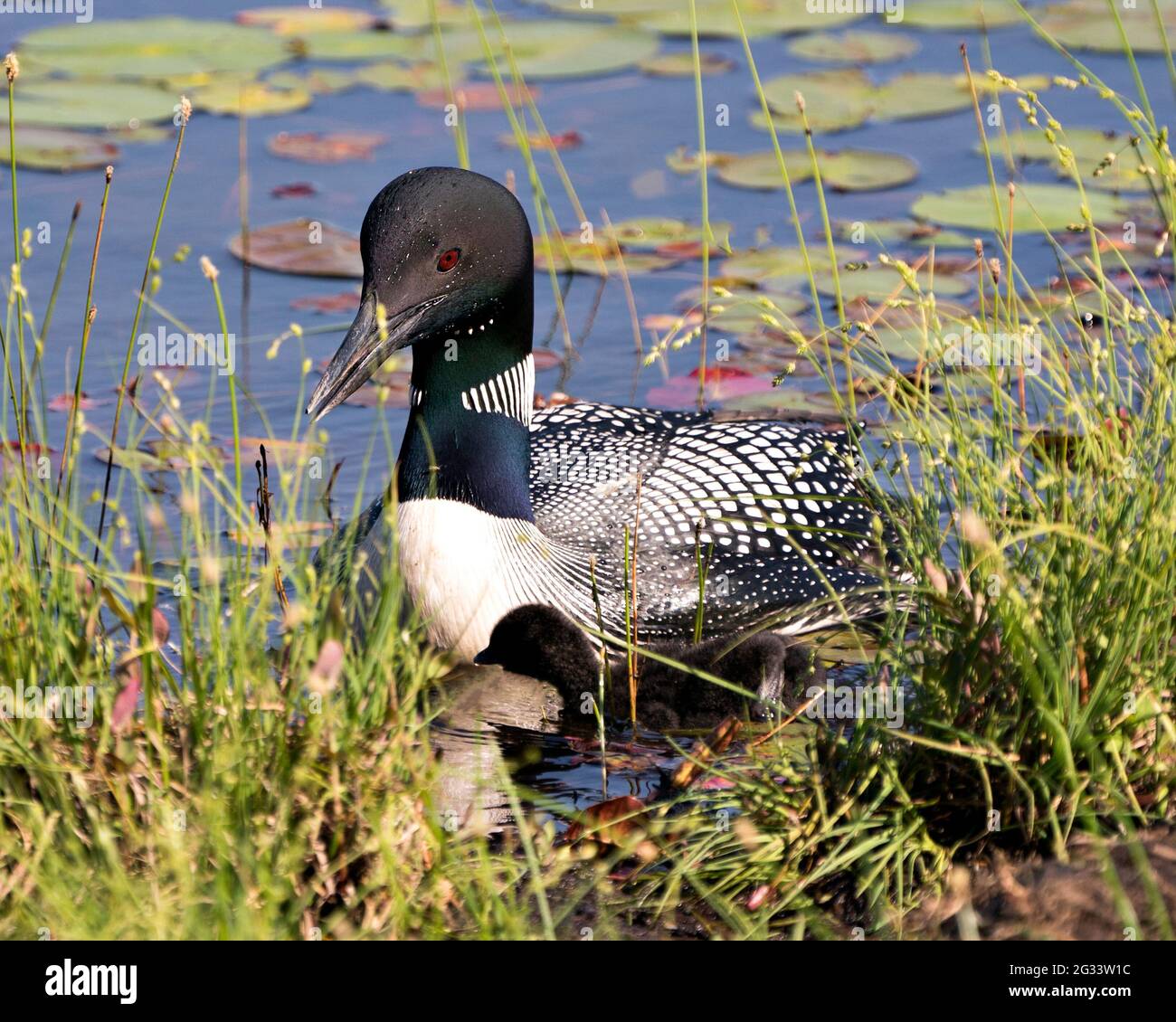 Loon commun nageant et prenant soin de bébé poussin loon avec des coussins de nénuphar d'eau premier plan et arrière-plan et appréciant le miracle nouvelle vie dans leur environnement Banque D'Images