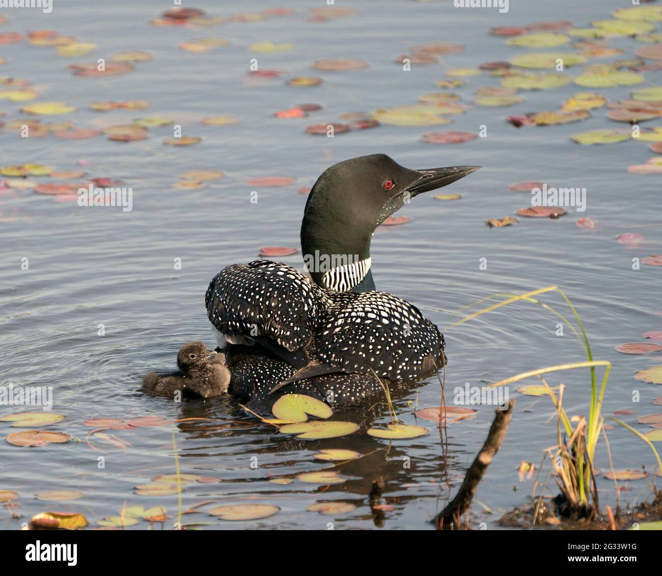 Loon commun nageant et prenant soin de bébé poussin avec des coussins d'eau de nénuphars premier plan et arrière-plan et appréciant le miracle nouvelle vie. Banque D'Images