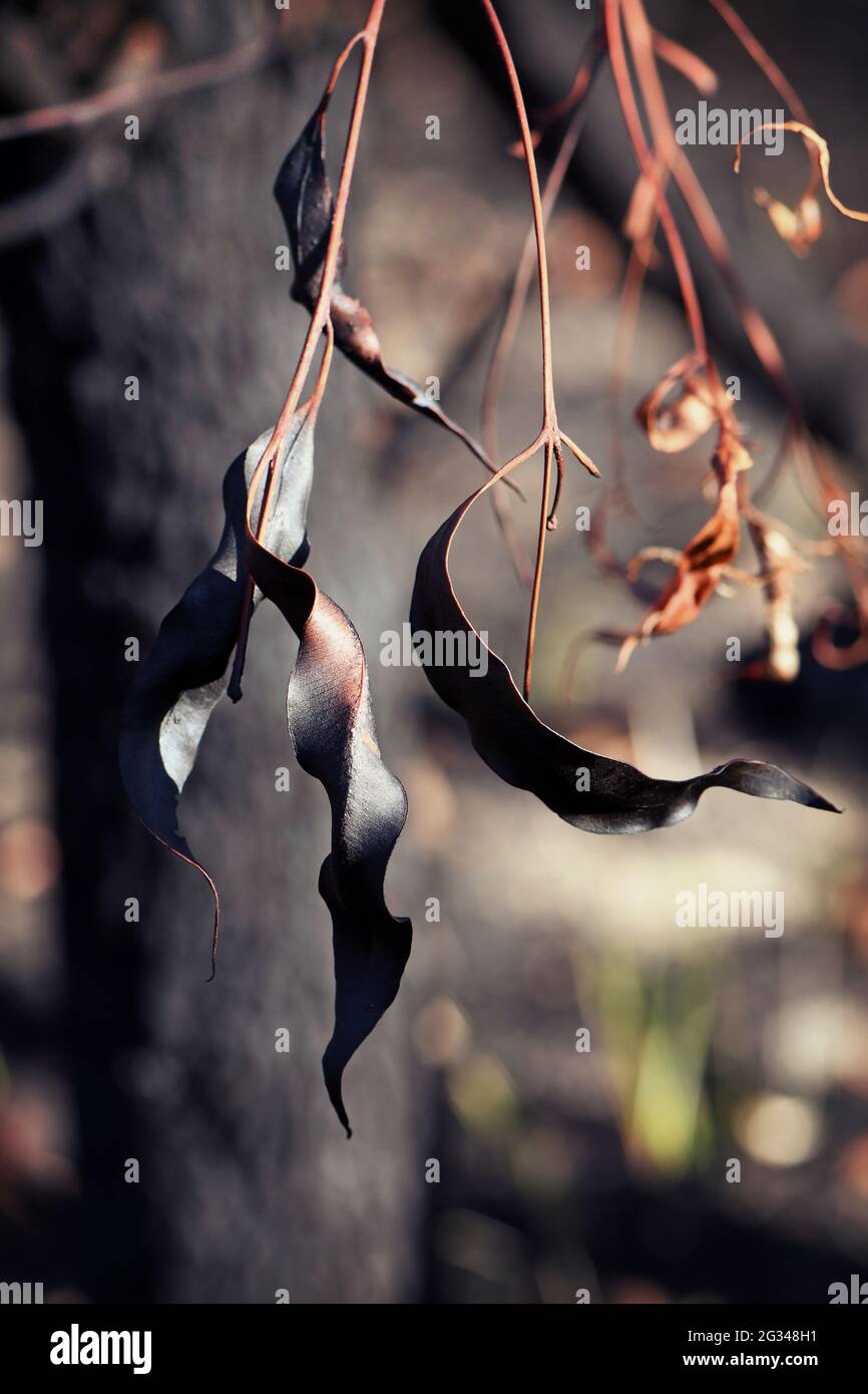 Feuilles de gomme brûlées, brûlées, noircies et tordues dans les bois de Sydney suite à un feu de brousse en Nouvelle-Galles du Sud, en Australie Banque D'Images