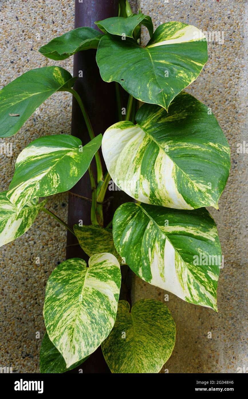 Feuilles vertes et jaunes de Golden Hawaiian Pothos, une plante — free download