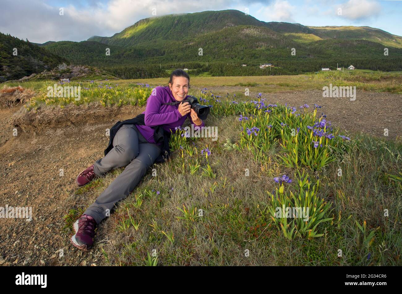 Une photographe féminine filettant des iris versicolor au drapeau bleu de Terre-Neuve. Banque D'Images