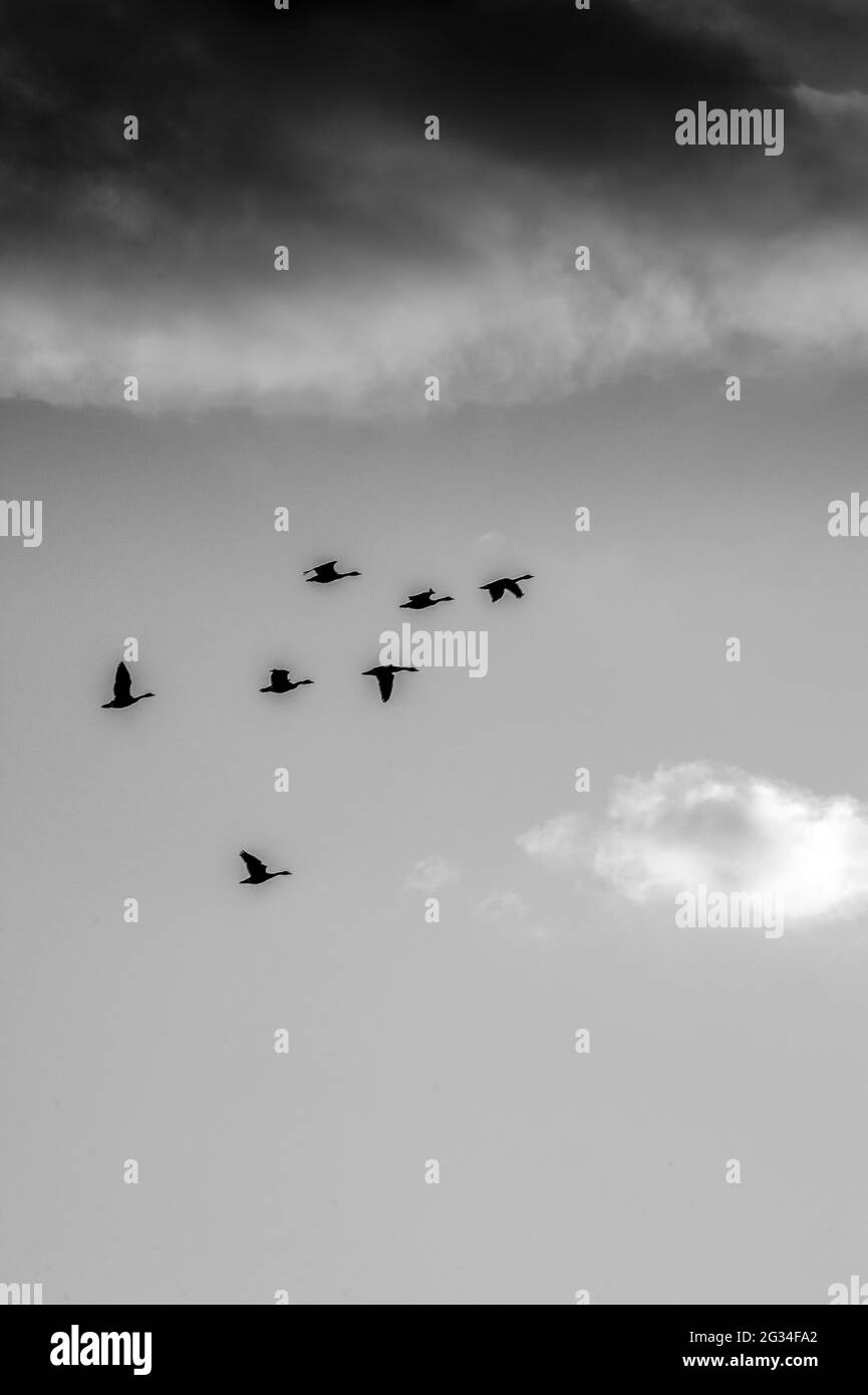 Bernaches du Canada volant dans le ciel orageux Banque D'Images