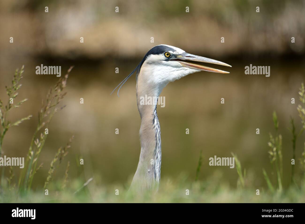 Portrait du grand héron bleu ou des herodias Ardea déplaçant les muscles de la gorge à côté du ruisseau Banque D'Images Portrait du grand héron bleu ou des herodias Ardea déplaçant les muscles de la gorge à côté du ruisseau Banque D'Images