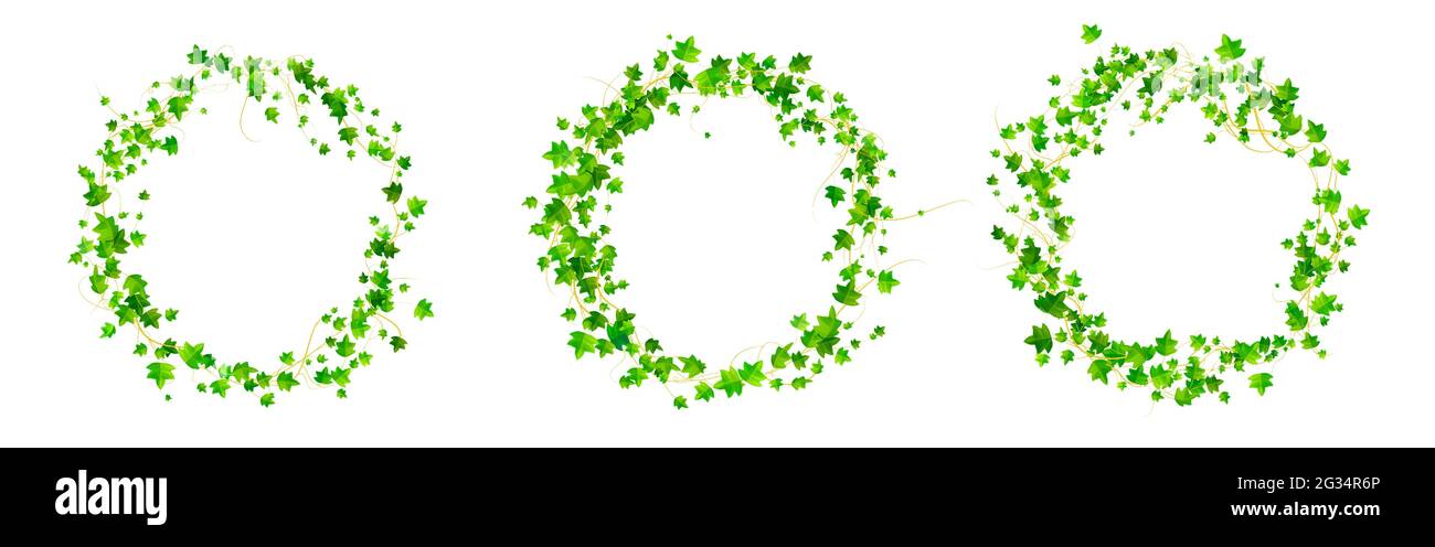 Cadres ronds Ivy, cercle de vignes grimpantes bordant avec des feuilles vertes de plantes de super-réducteur. Branches Hedera isolées sur fond blanc. Éléments de conception pour la décoration, illustration vectorielle 3d réaliste, ensemble Illustration de Vecteur