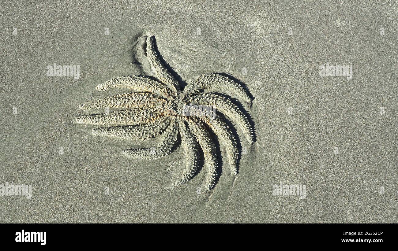 Une étoile de mer épineuse (Coscinasterias muricata) morte s'est lavée sur une plage néo-zélandaise Banque D'Images
