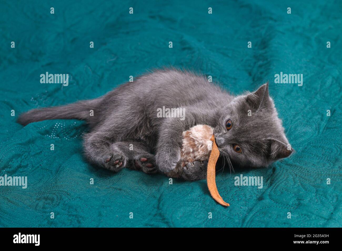 Petit chaton gris joue avec une souris jouet. Jouets pour chats. Banque D'Images