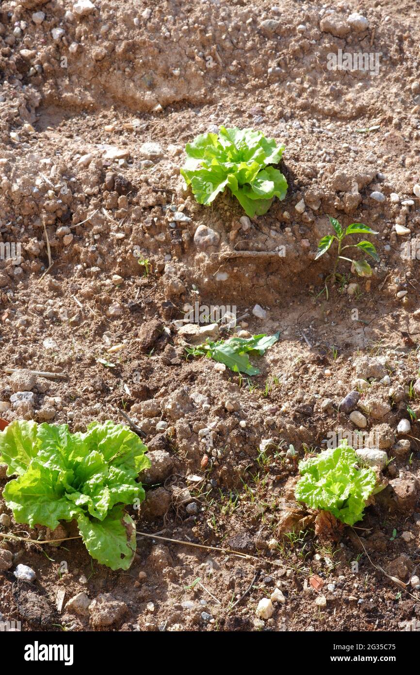 Laitue plante sur le sol au jardin Banque D'Images