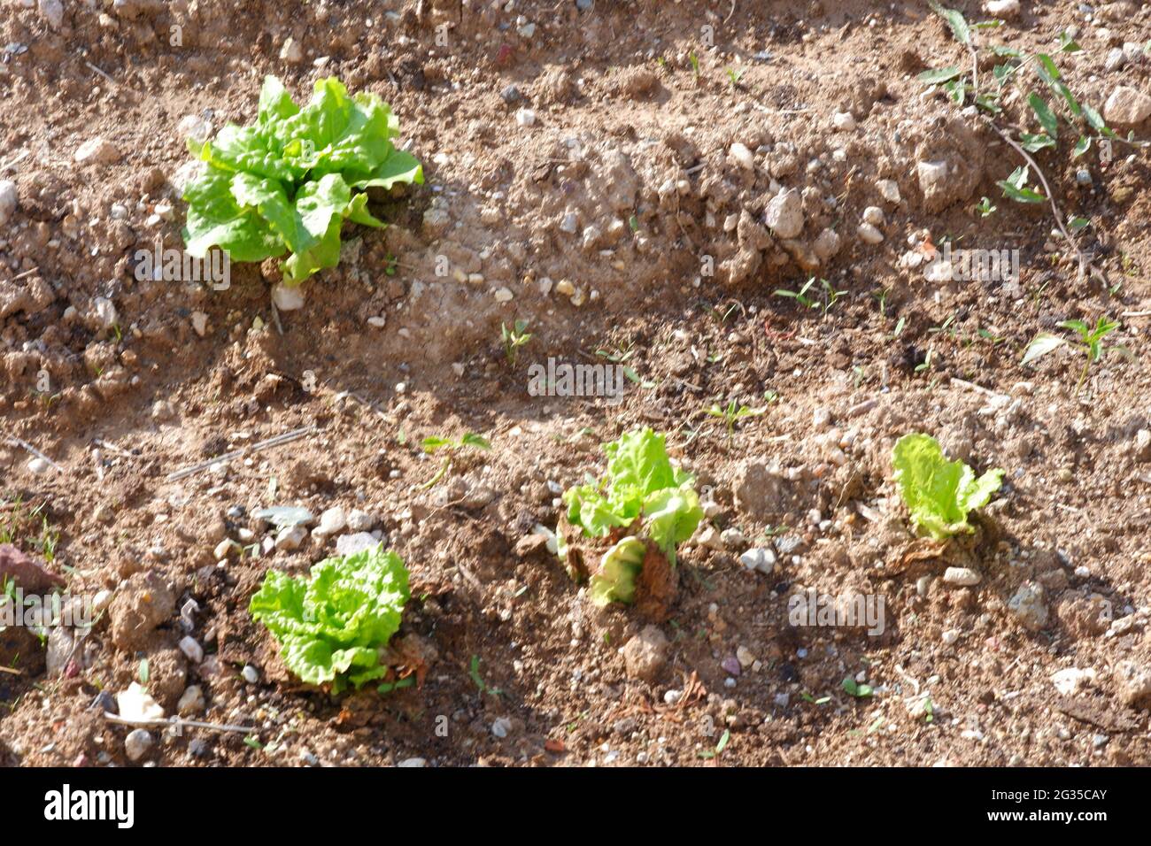 Laitue plante sur le sol au jardin Banque D'Images