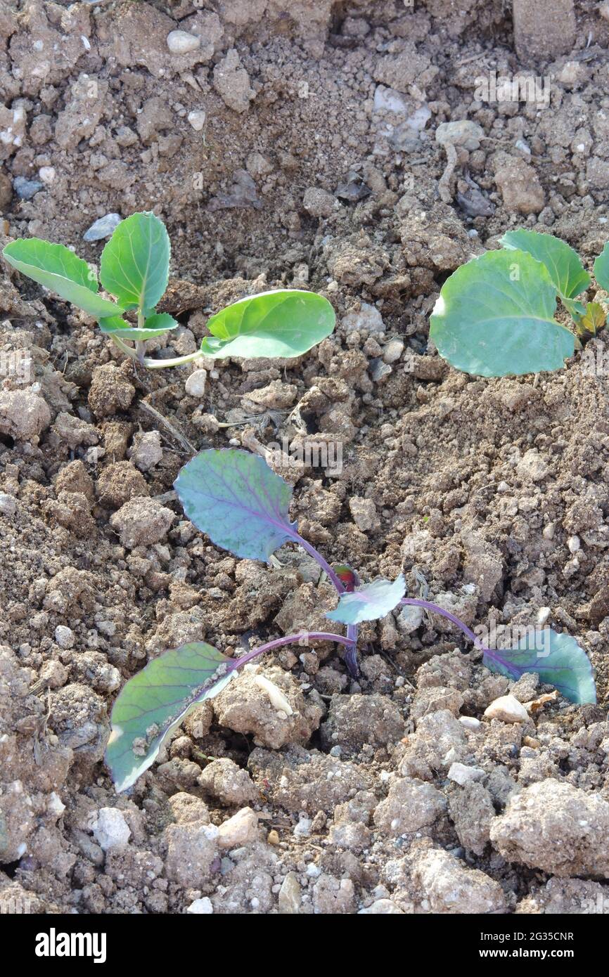 Jeune plante de chou de Savoie au jardin Banque D'Images
