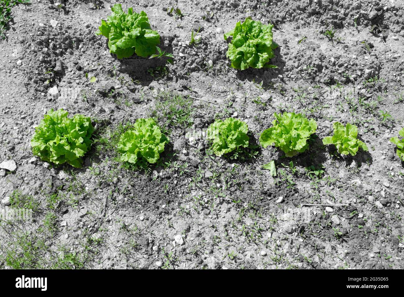 Laitue plante sur le sol au jardin Banque D'Images
