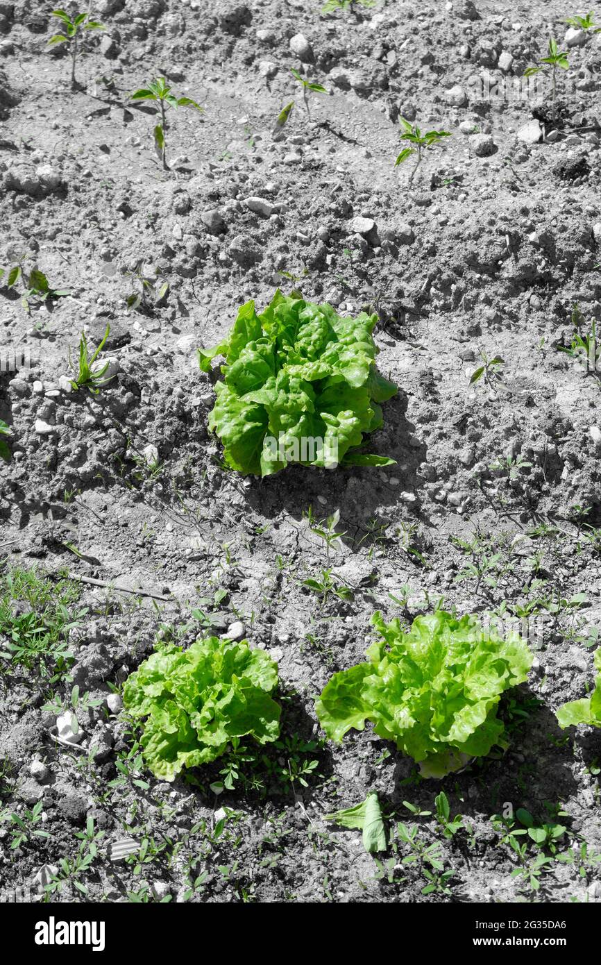 Laitue plante sur le sol au jardin Banque D'Images