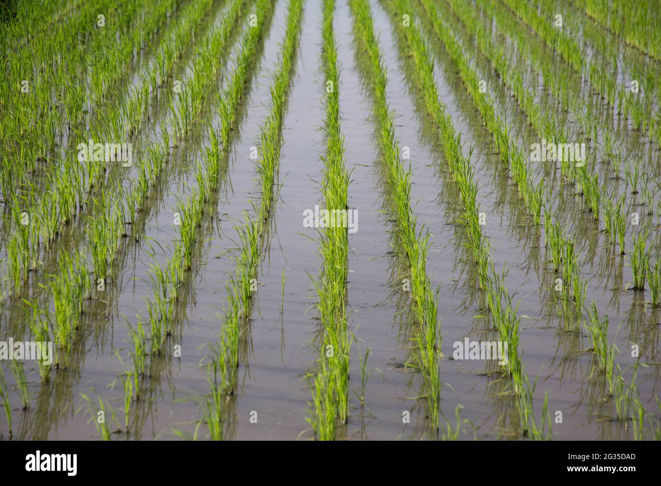 Des rangées de jeunes pousses de riz prêtes à pousser dans le champ de riz Banque D'Images