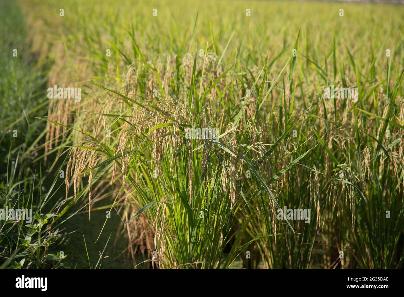 Riz vert dans le champ de riz, la plante tropicale Banque D'Images