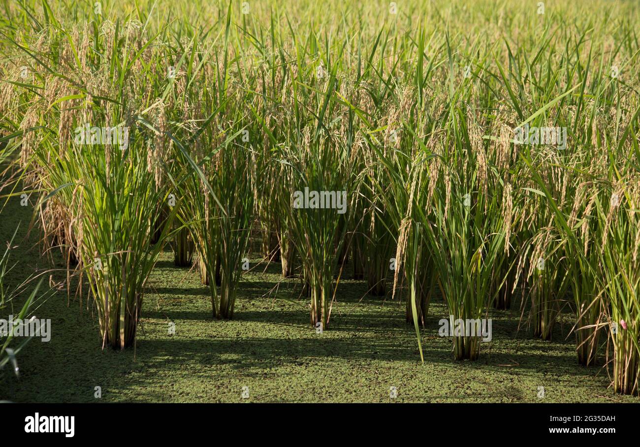 Épis de riz fraîchement piqué dans le champ de riz Banque D'Images